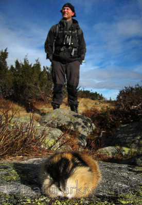 BB 10 0181 / Lemmus lemmus / Lemen